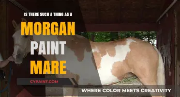 Exploring the Myth: The Elusive Morgan Paint Mare