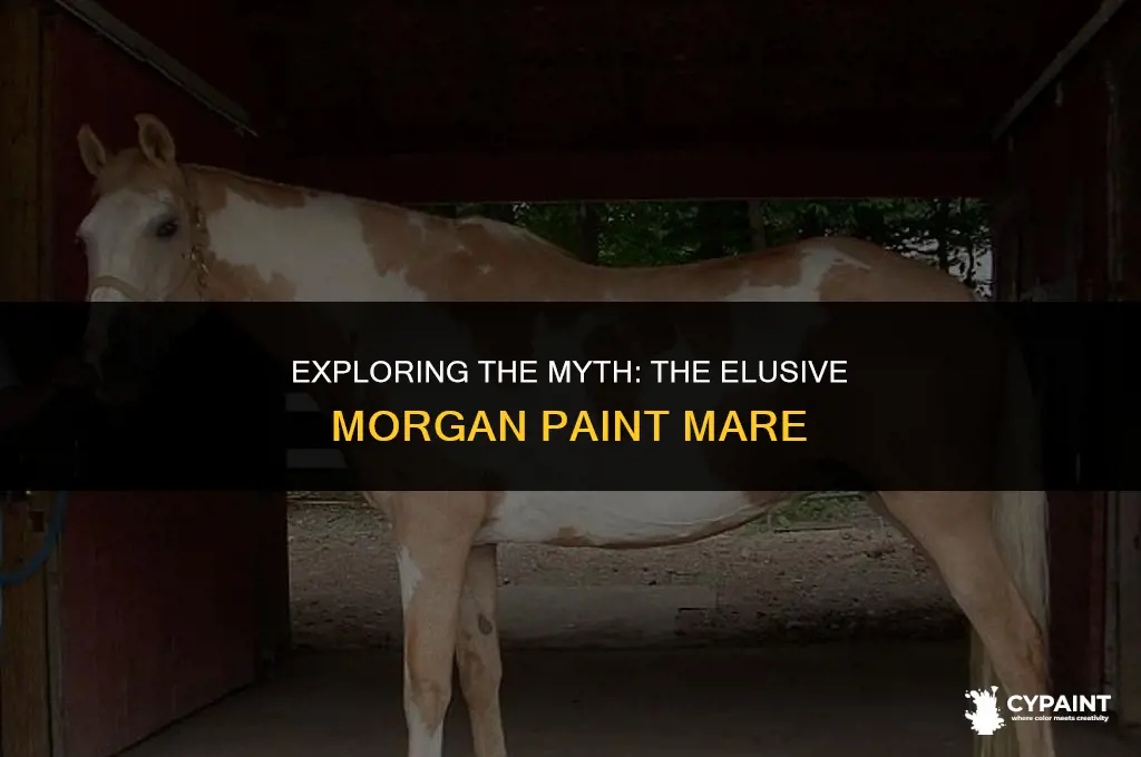 is there such a thing as a morgan paint mare