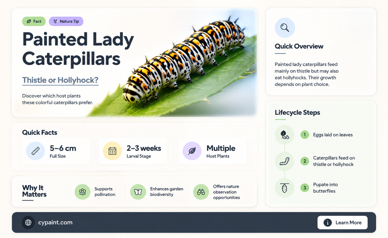 can painted lady caterpillars switch from thistle to hollyhock