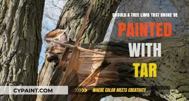 Should a Broken Tree Limb Be Painted with Tar?