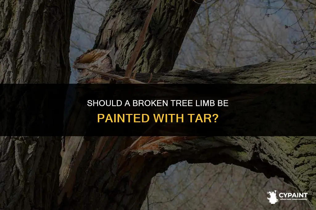 should a tree limb thst broke be painted with tar