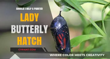 Helping Painted Lady Butterflies Hatch: Ethical Considerations and Best Practices