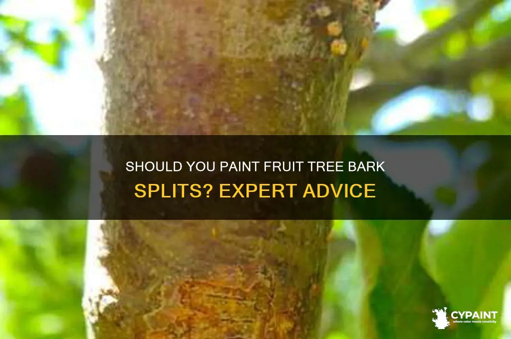 should i paint where fruit tree bark splits