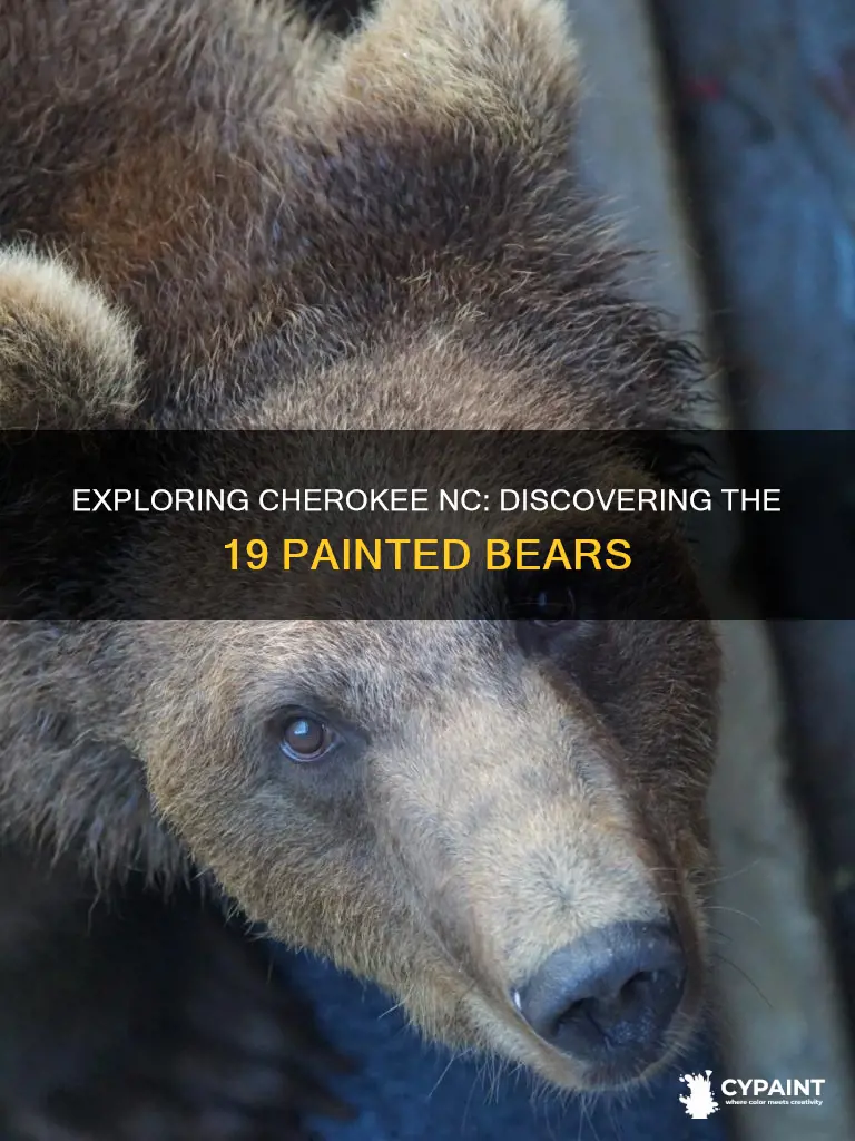 were to find the 19 painted bears cherokee nc