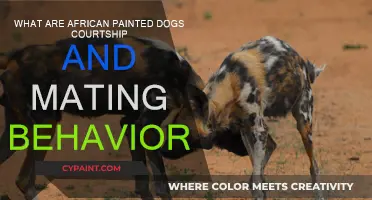African Wild Dogs: Courtship and Mating Rituals Explained