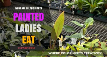 What Plants Do Painted Ladies Eat? A Comprehensive Guide