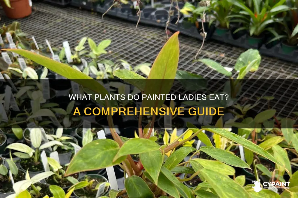 what are all the plants painted ladies eat