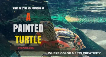 Painted Turtle Adaptations: Survival Strategies in Aquatic Environments