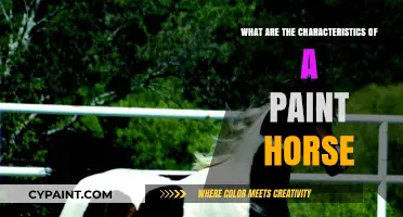 Distinctive Traits of Paint Horses: Patterns, Colors, and Temperament Explained