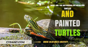 Exploring the Unique Traits of Sun Turtles vs. Painted Turtles