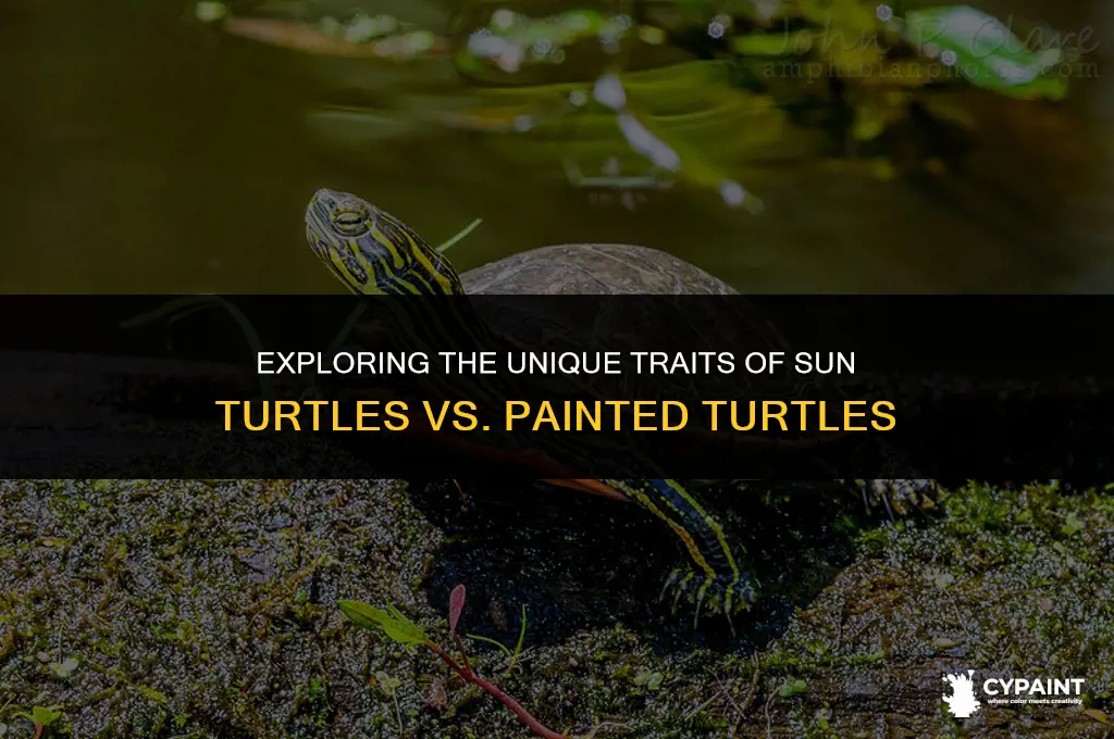 what are the difference between sun turtles and painted turtles