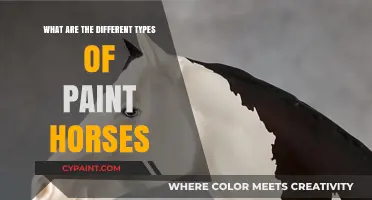Exploring the Unique Varieties of Striking Paint Horse Patterns