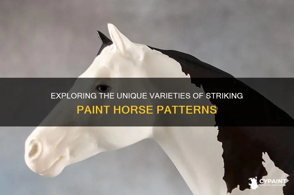 what are the different types of paint horses