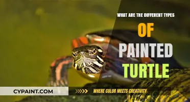 Exploring the Diverse Species of Painted Turtles and Their Unique Traits