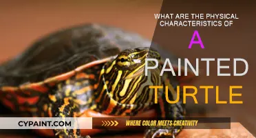 Exploring the Painted Turtle's Physical Traits