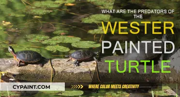 Predators of the Western Painted Turtle: A Survival Guide