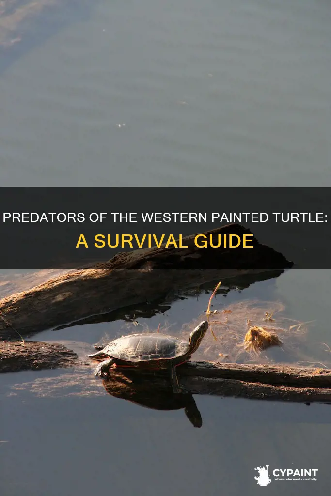 what are the predators of the western painted turtle