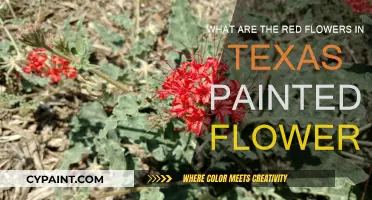 Texas' Red Flowers: A Colorful Mystery