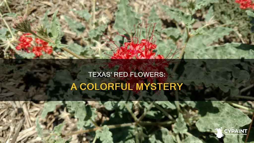 what are the red flowers in texas painted flowers