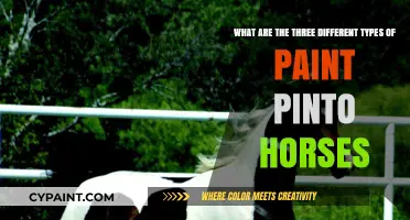 Exploring the Unique Patterns of Pinto Horses: A Guide to the Three Types