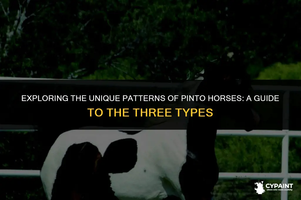 what are the three different types of paint pinto horses