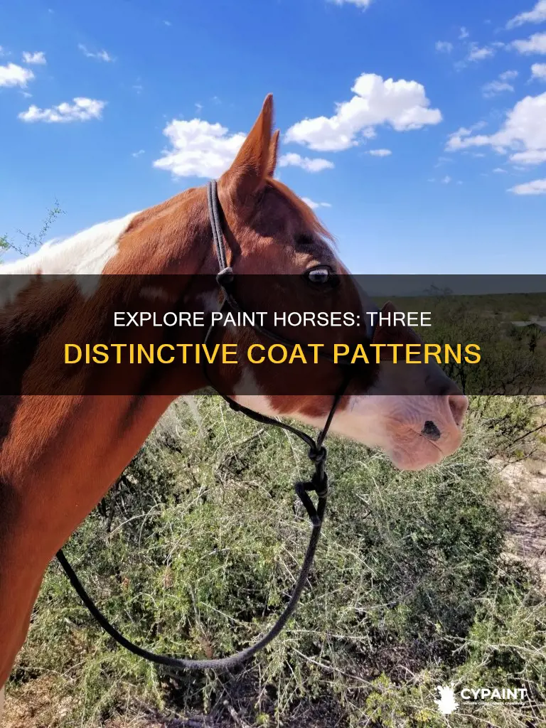 what are the three main types of paint horses