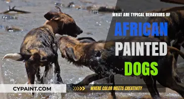 Exploring the Fascinating Behaviors of African Painted Dogs in the Wild