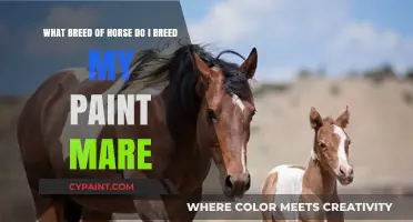 Choosing the Perfect Match: Breeding Your Paint Mare for Optimal Results