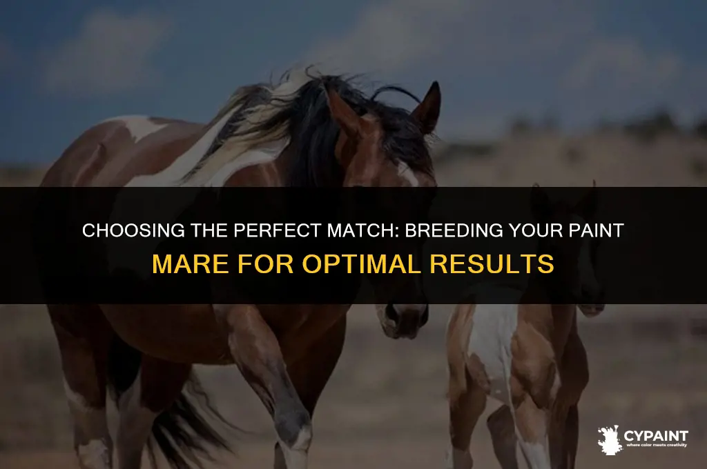 what breed of horse do i breed my paint mare