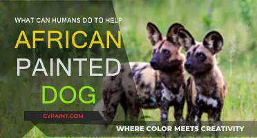 Helping African Wild Dogs: 3 Key Actions for Conservation