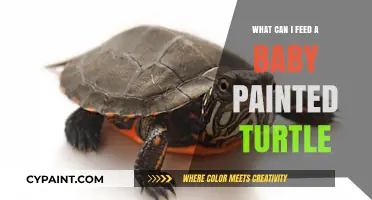 Feeding Your Baby Painted Turtle: Nutritious Diet Tips for Healthy Growth