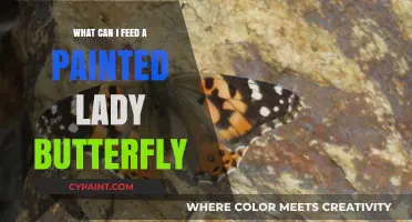 Nourishing Your Painted Lady Butterfly: Best Food Options and Tips