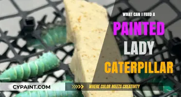 Feeding Painted Lady Caterpillars: Best Foods for Healthy Growth