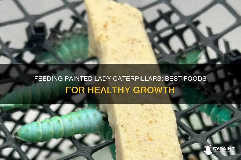what can i feed a painted lady caterpillar
