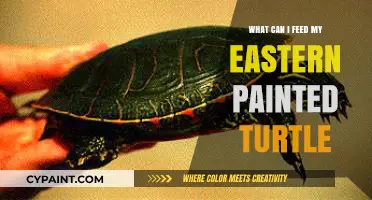 Nutritious Diet Tips for Your Eastern Painted Turtle's Health