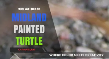 Nutritious Diet Guide for Your Midland Painted Turtle's Health