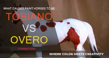 Tobiano and Overo Paint Horses: What's the Difference?