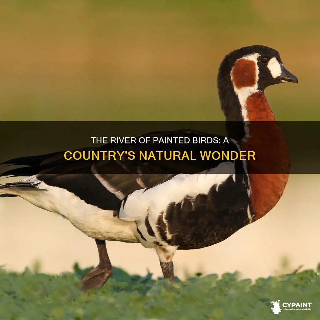 what country is the river of the painted birds