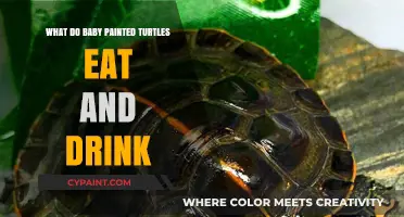 Feeding Baby Painted Turtles: Essential Diet and Hydration Guide
