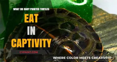 Feeding Baby Painted Turtles: Captive Diet Essentials for Healthy Growth