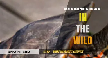 Wild Baby Painted Turtles: What's on the Menu?