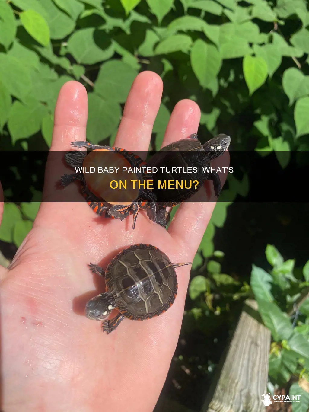 what do baby painted turtles eat in the wild