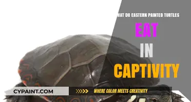 Feeding Eastern Painted Turtles in Captivity: Diet Essentials and Tips