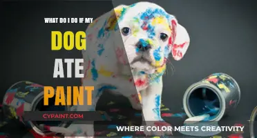 How to Act if Your Dog Ate Paint