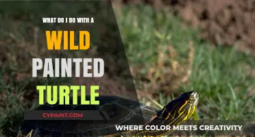 Exploring the Wild: Painted Turtle Care and Release