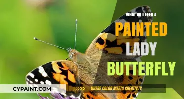 Feeding Painted Lady Butterflies: Essential Tips for Their Diet and Care