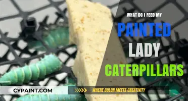 Feeding Painted Lady Caterpillars: Essential Diet Tips for Healthy Growth