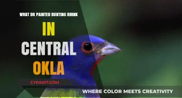 What Do Painted Buntings Drink in Central Oklahoma?