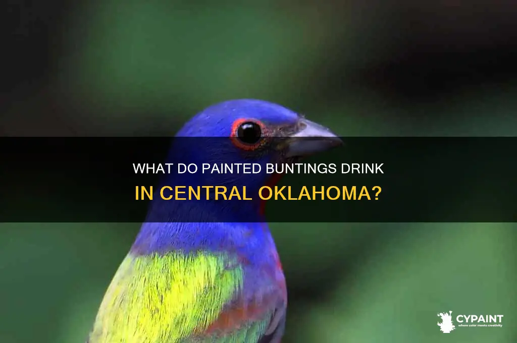 what do painted bunting drink in central okla