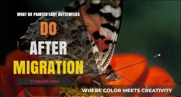 Painted Lady Butterflies' Post-Migration Activities and Survival Strategies